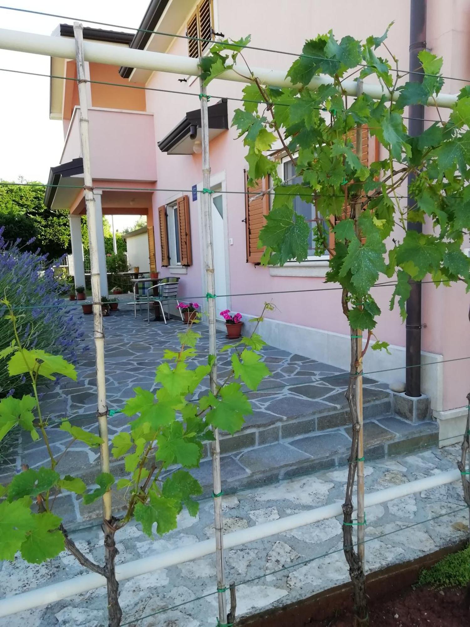Apartmani Vesna Buje Exterior foto